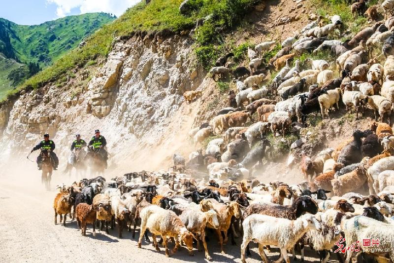 Mounted police herding sheep in NW China's Xinjiang