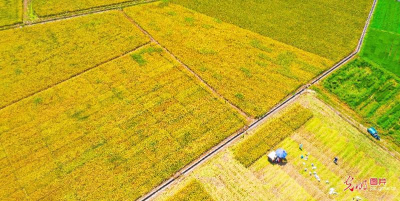 Crops usher in harvest season in E China's Jiangxi