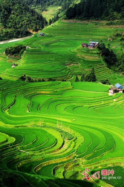 Picturesque terraced field in SW China's Guizhou