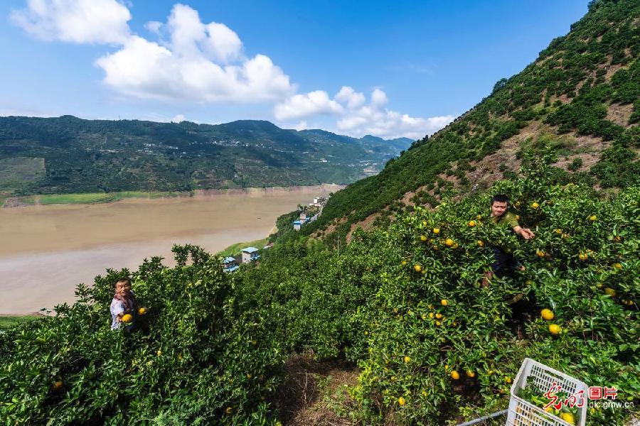 Oranges harvested in C China's Hubei