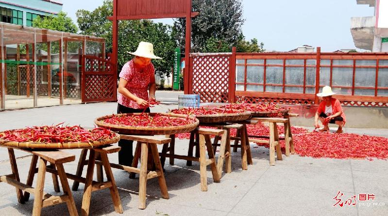 Peppers harvested in E China’s Jiangxi