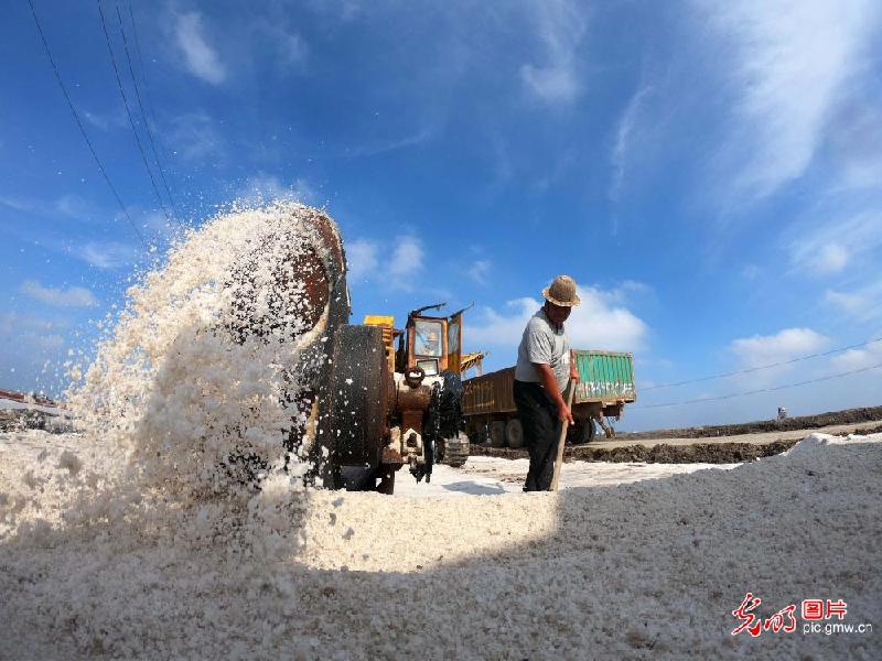Summer salt-harvesting in homestretch in N China's Hebei