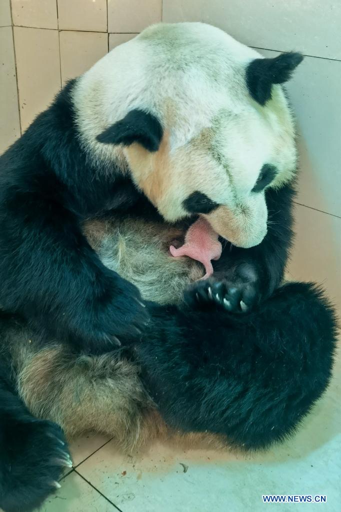 In pics: giant panda cubs in Wolong National Nature Reserve, Sichuan