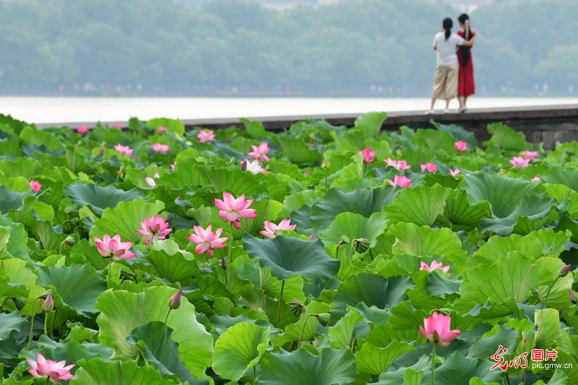People enjoying lotus by the West Lake in E China's Zhejiang Province