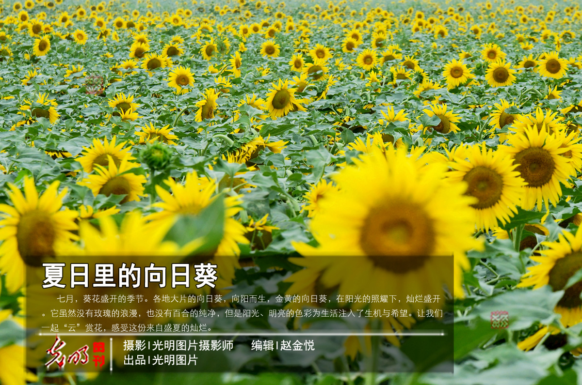 Sunflowers blooming across China in July