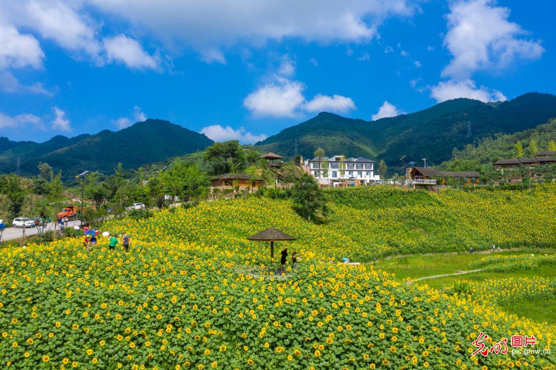 Sunflowers blooming across China in July