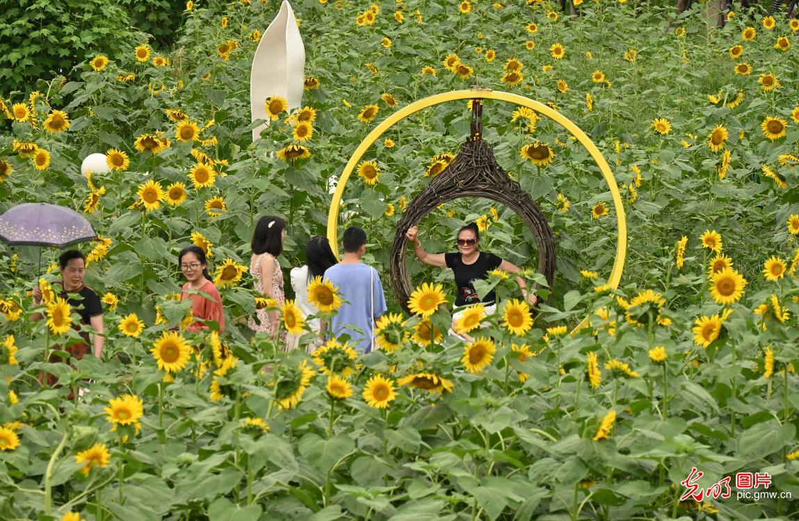 Sunflowers blooming across China in July