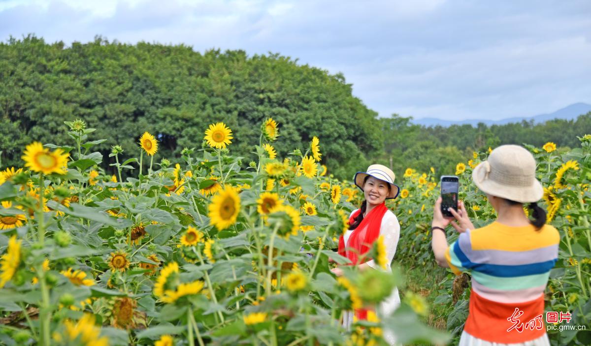 Sunflowers blooming across China in July