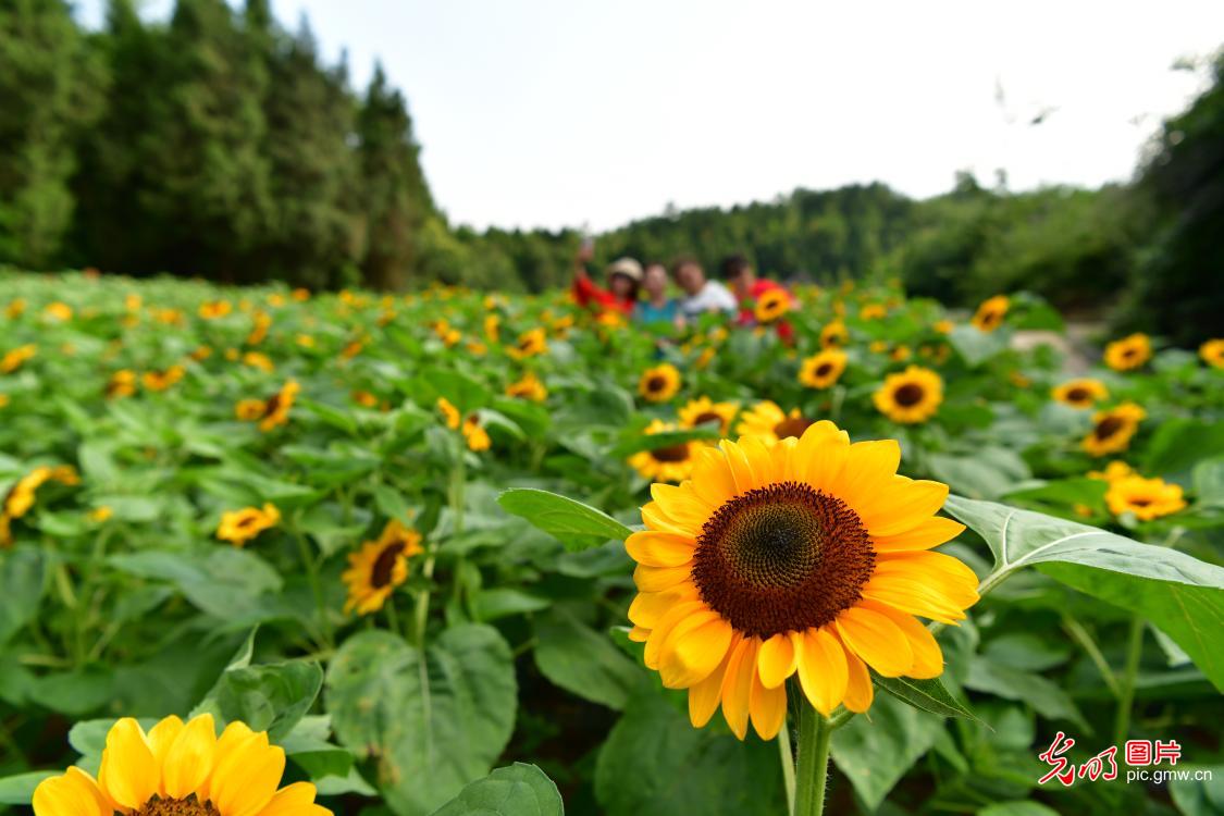 Sunflowers blooming across China in July