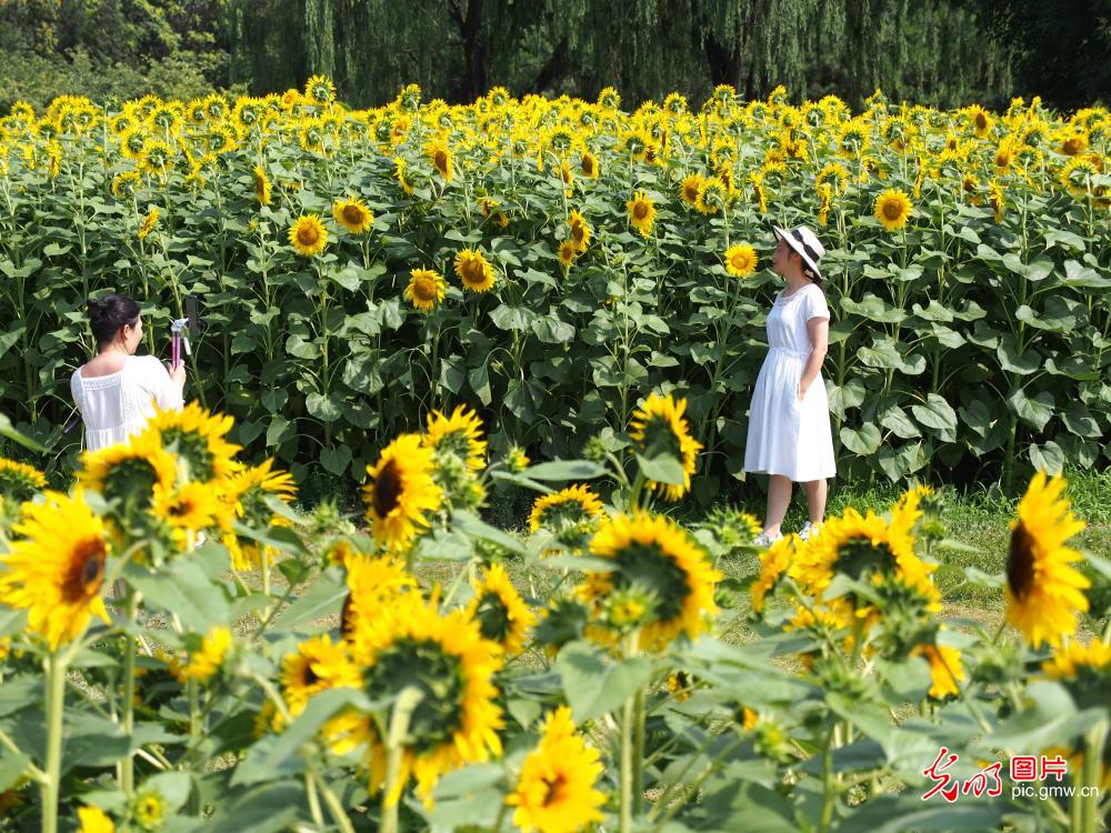 Sunflowers blooming across China in July
