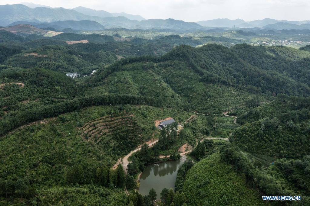 View of forest area in Shangyang Village, Hangzhou