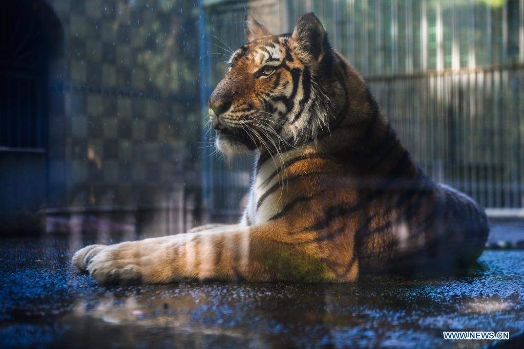 Animals at zoo in midsummer