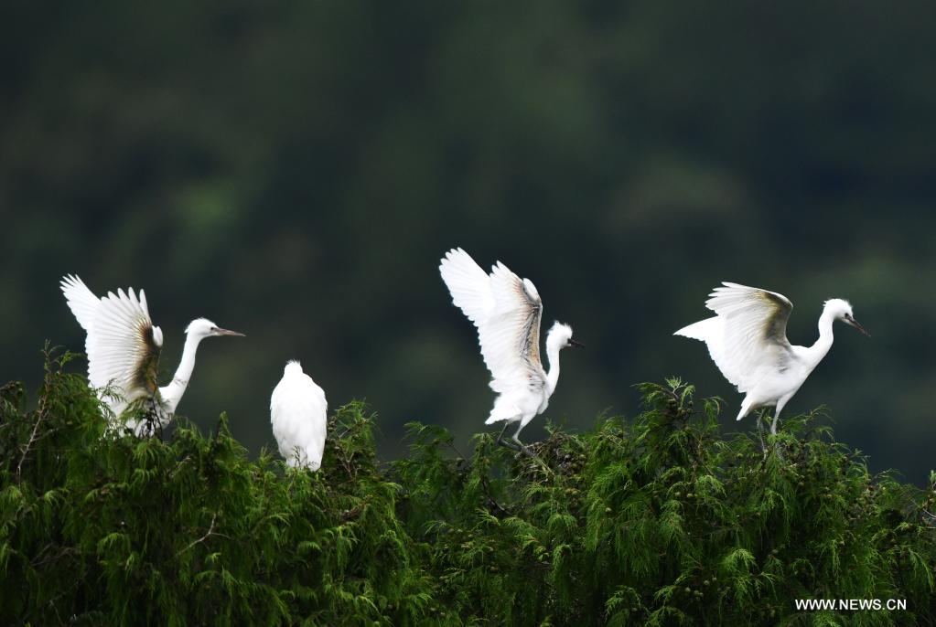 In pics: herons in Longli County, China's Guizhou460