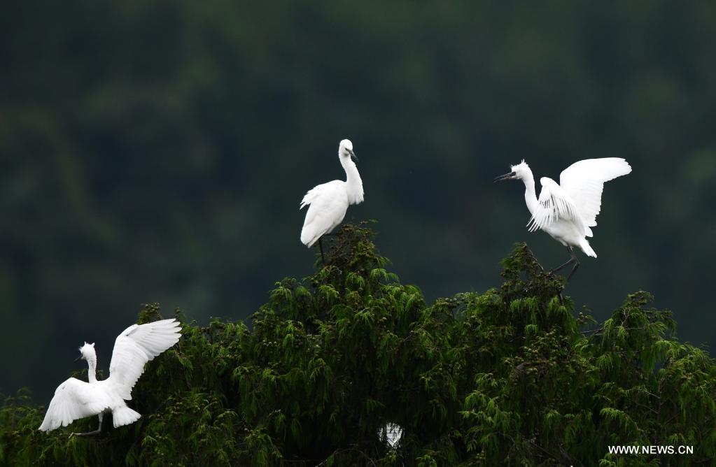 In pics: herons in Longli County, China's Guizhou460