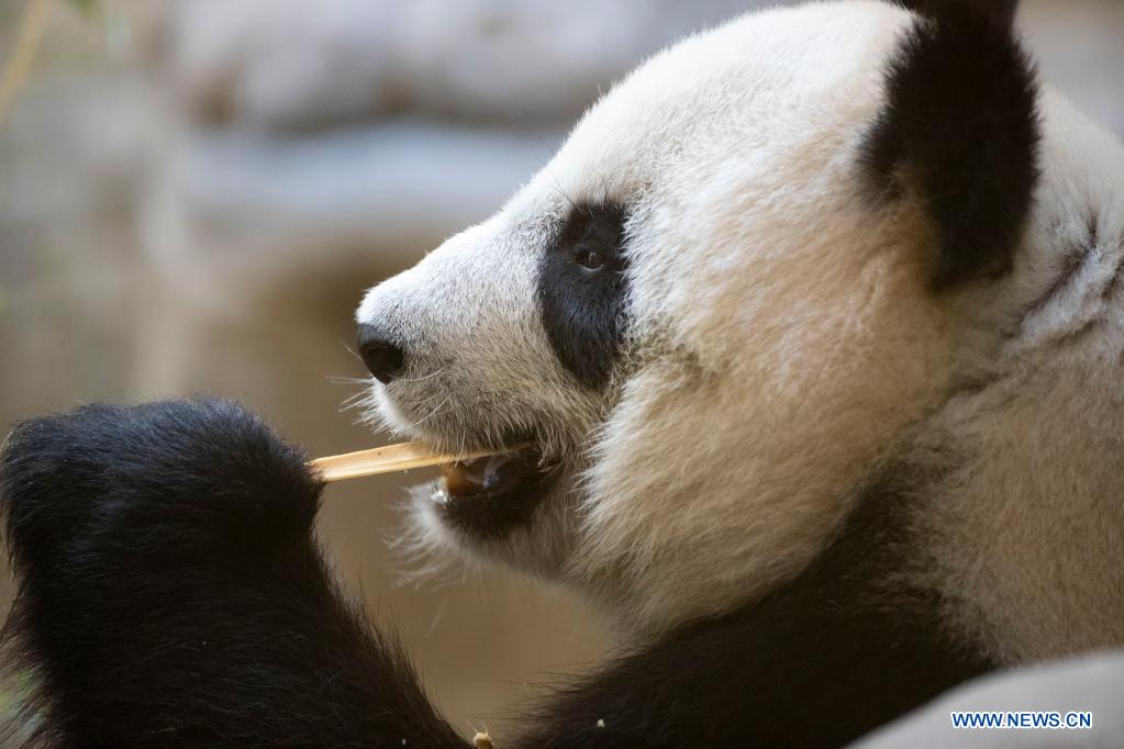 Giant panda at French zoo to give birth in 10 days