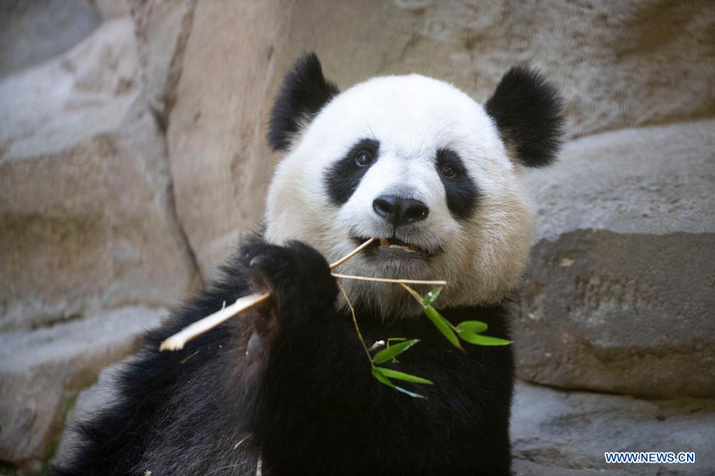 Giant panda at French zoo to give birth in 10 days