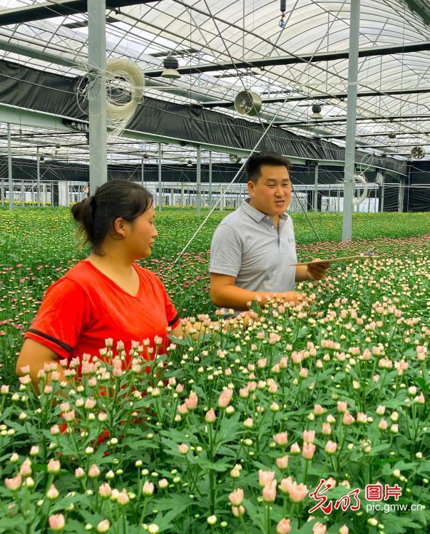 5G Internet and other technology applications promote the development of the chrysanthemum industry
