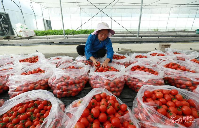 Libo County of Guizhou Province: Dam area economy helps farmers increase income