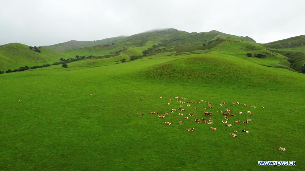 Scenery of Wulanmaodu pasture in Inner Mongolia