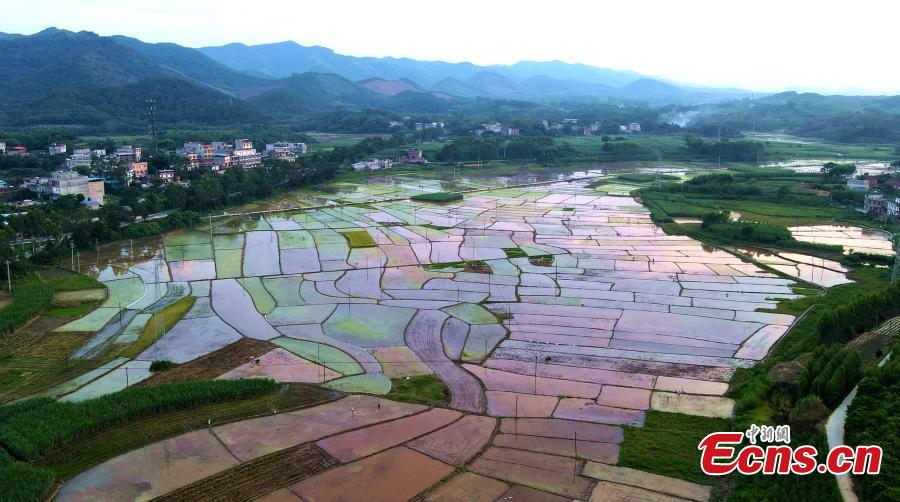 Rice fields in Guangxi look colorful in sunset light