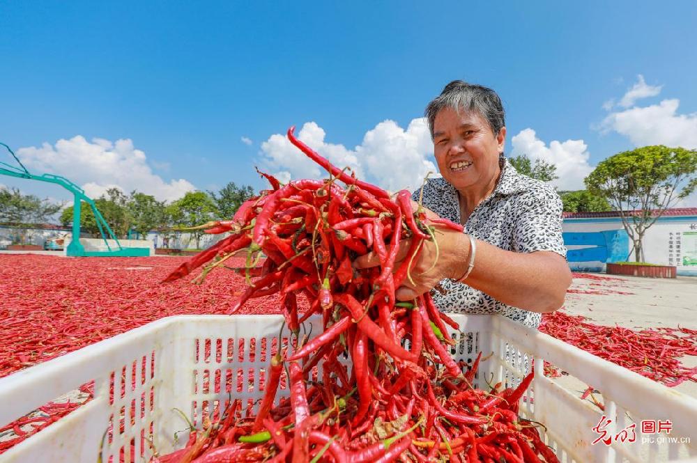 Peppers harvested in SW China's Guizhou