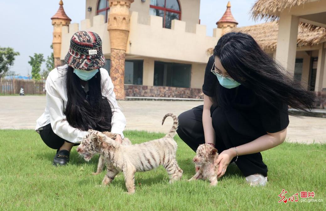 White tiger triplets greet visitors in E China's Jiangsu