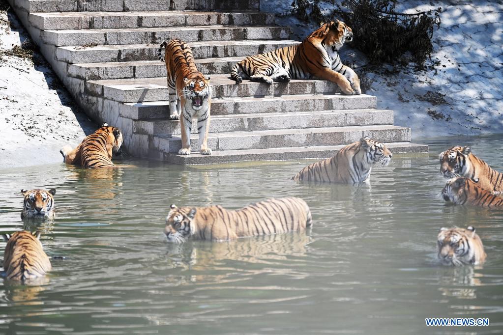 In pics: Siberian tigers at forest park in Heilongjiang