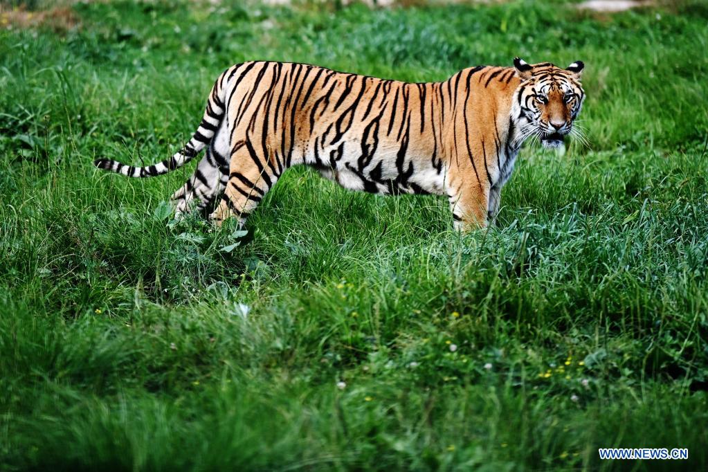 In pics: Siberian tigers at forest park in Heilongjiang