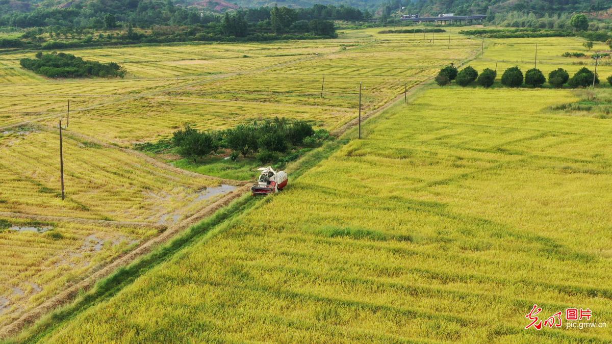 Jiangxi Nanfeng: the smell of rice harvest