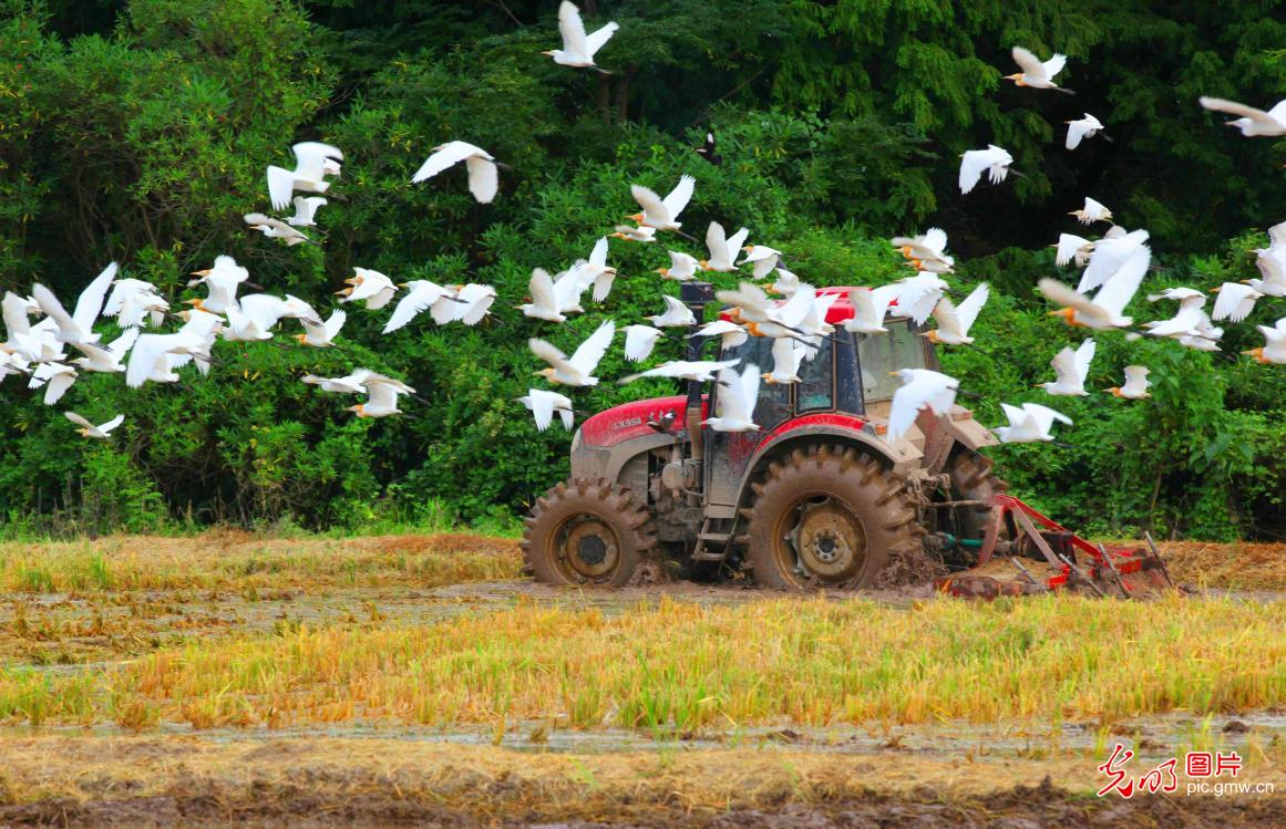Egrets foraging among farmland in E China's Zhejiang Province