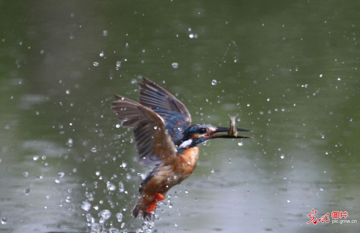 Kingfishers foraging upon a pond in Shenyang, NE China's Liaoning Province