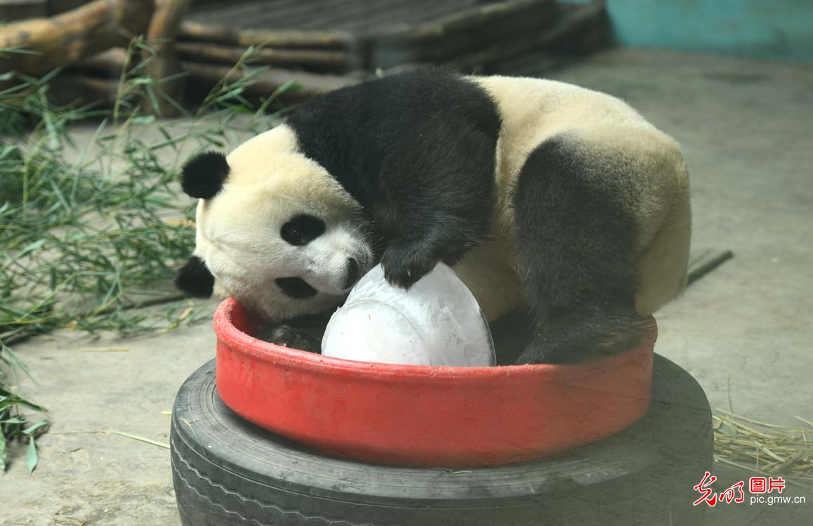 Various measures taken at the Shijiangzhuang Zoo to ensure animals a cool summer