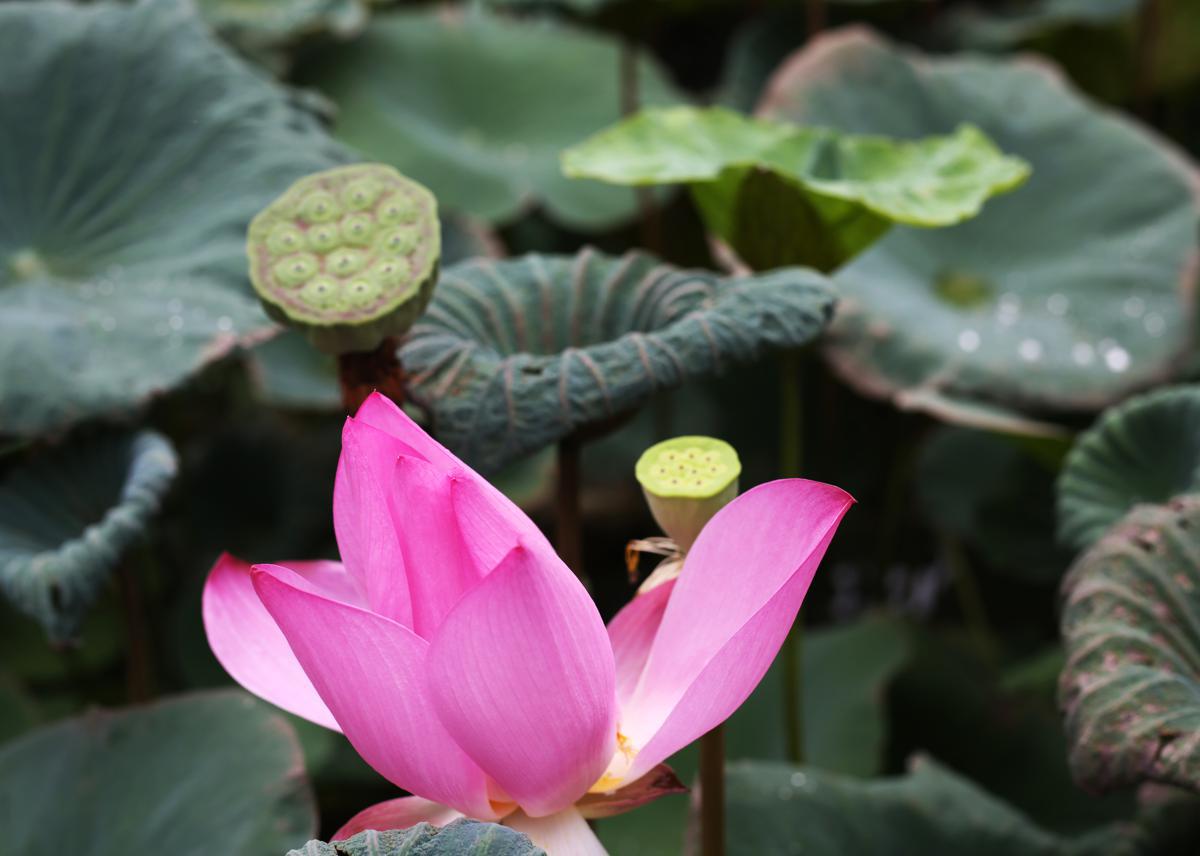 Lotus flowers from ancient seed blossom