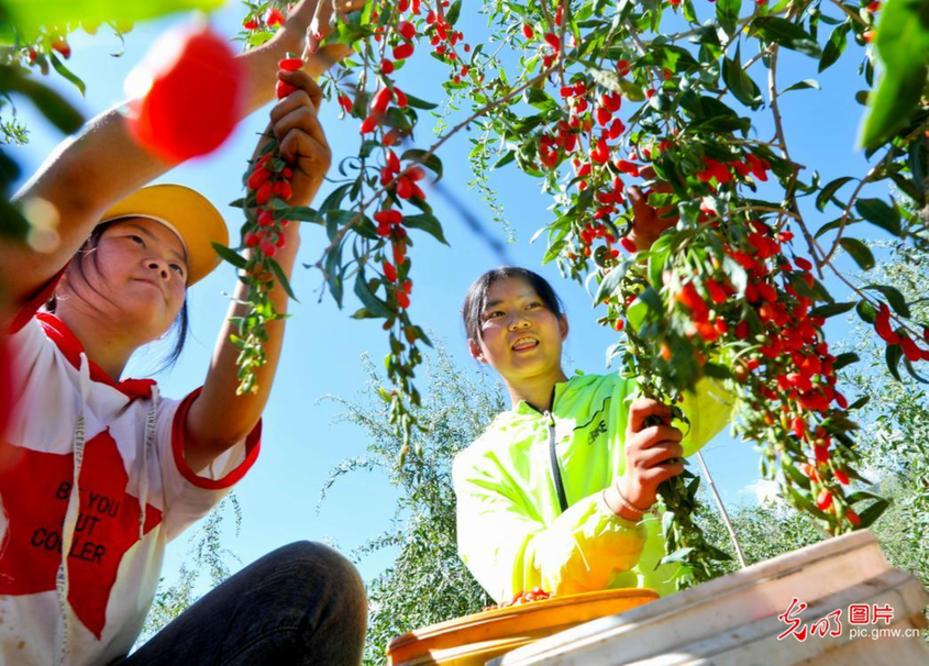 Goji planting boosts employment in NW China's Gansu