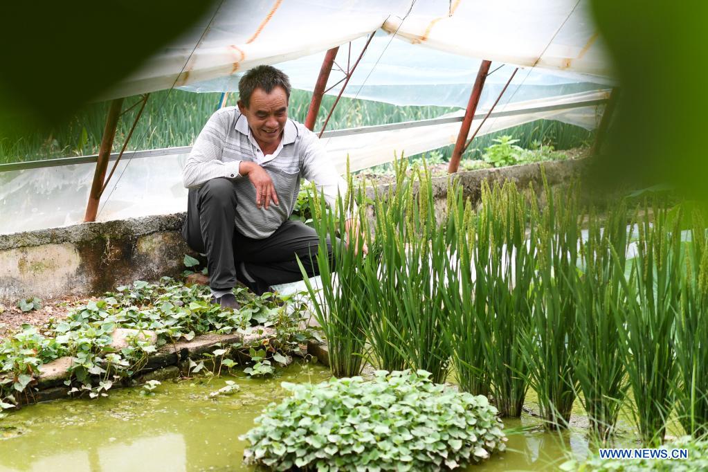 Pic story: founder of vegetable plantation in Yushu, China's Qinghai