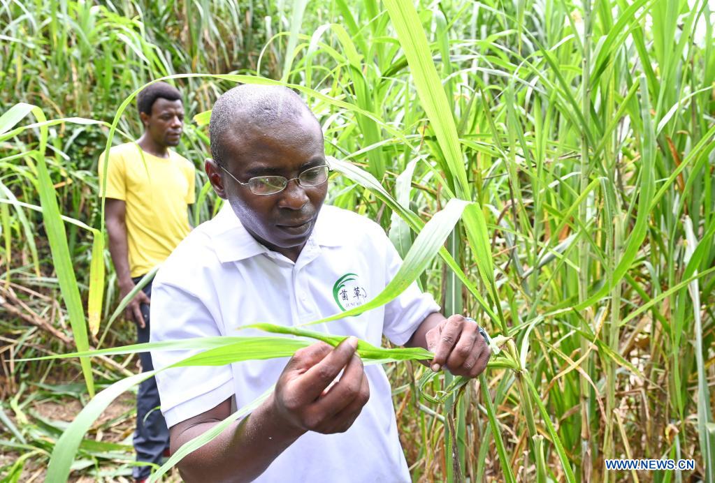 University in Fujian trains many experts of Juncao technology for African countries