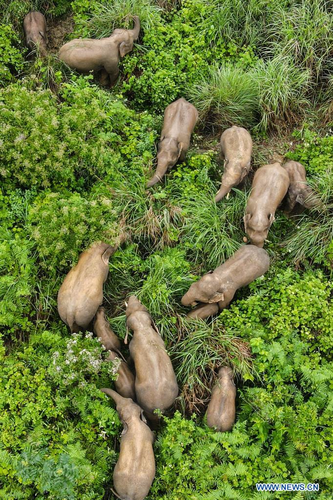 Wandering wild Asian elephants return to traditional habitat in Mojiang County, Yunnan