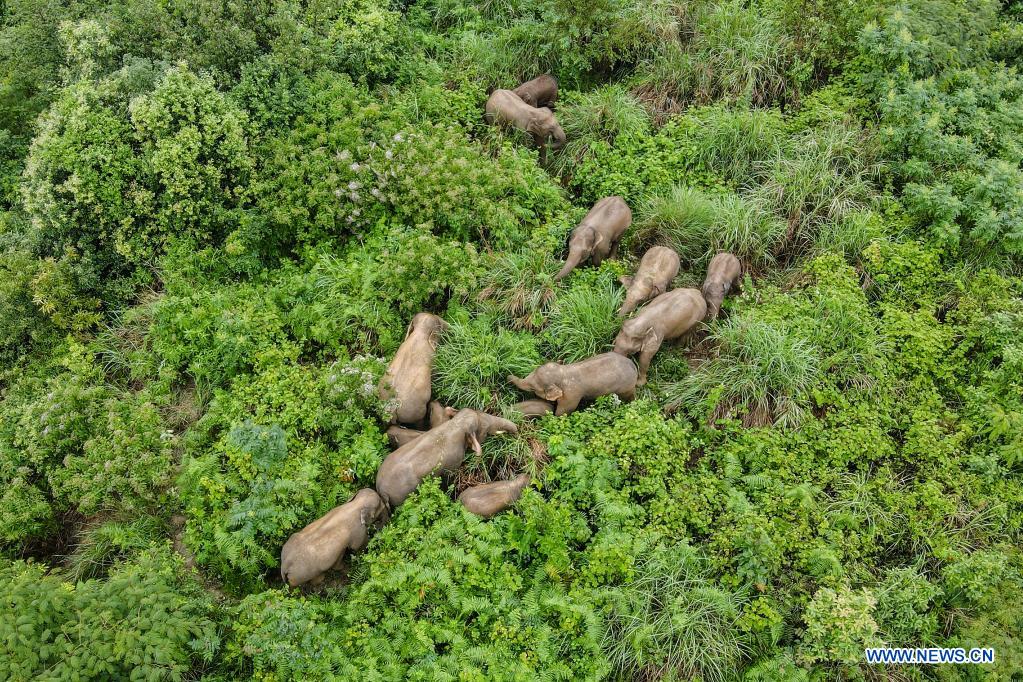 Wandering wild Asian elephants return to traditional habitat in Mojiang County, Yunnan