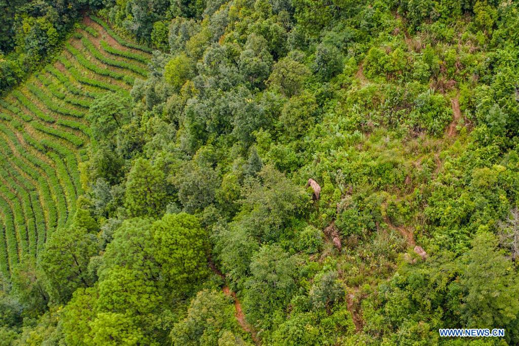 Wandering wild Asian elephants return to traditional habitat in Mojiang County, Yunnan