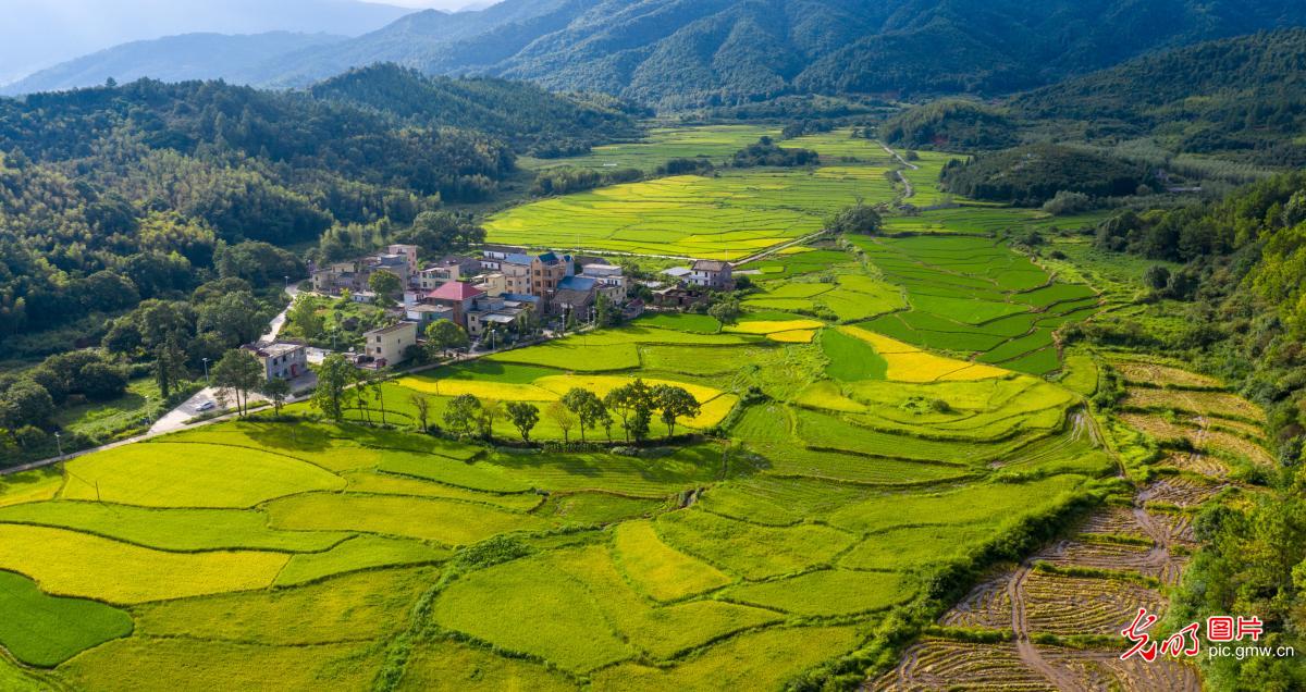 Autumn scenery of the rice fields in E China's Jiangxi Province