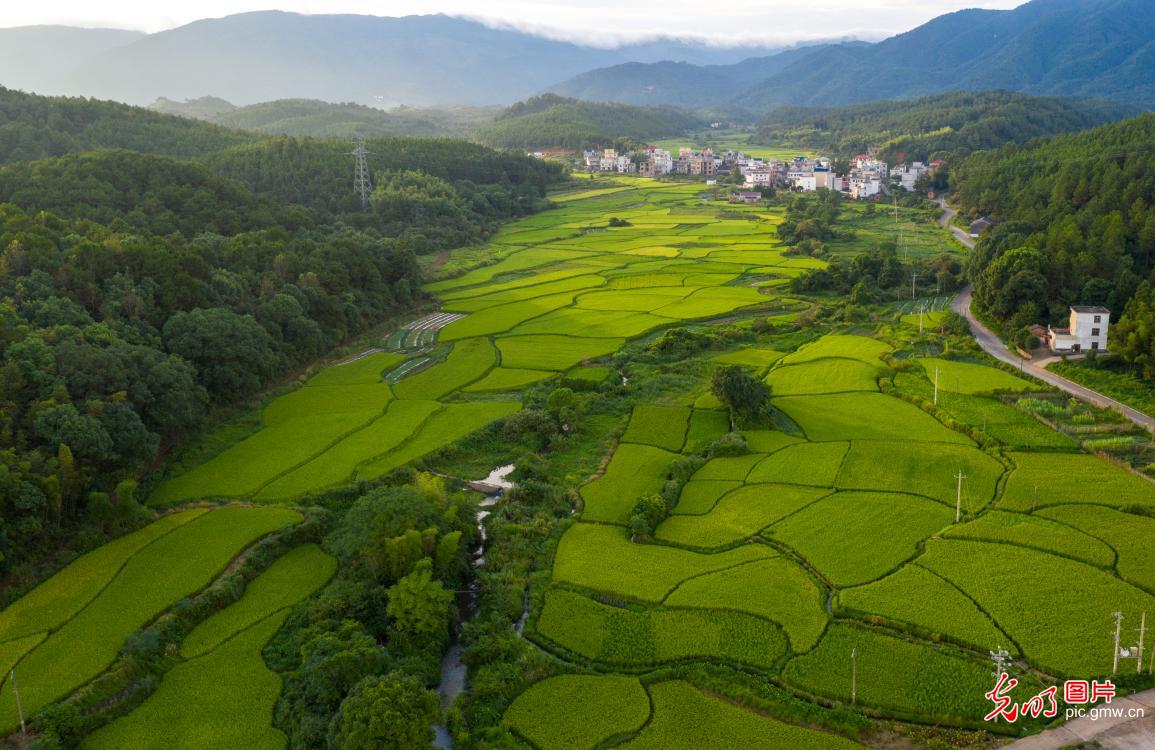 Autumn scenery of the rice fields in E China's Jiangxi Province