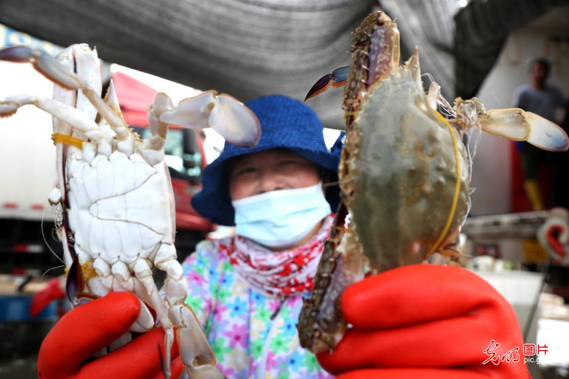 Swimming crabs harvested in E China's Jiangsu Province