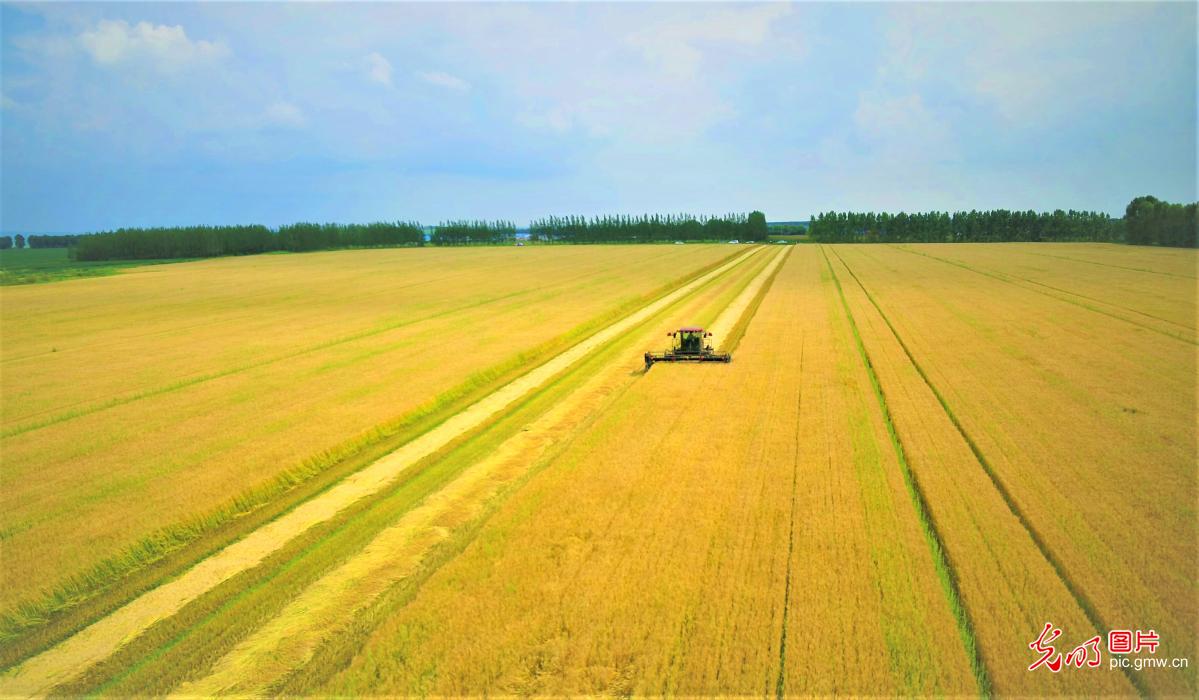 Wheat harvested in NE China's Heilongjiang Province