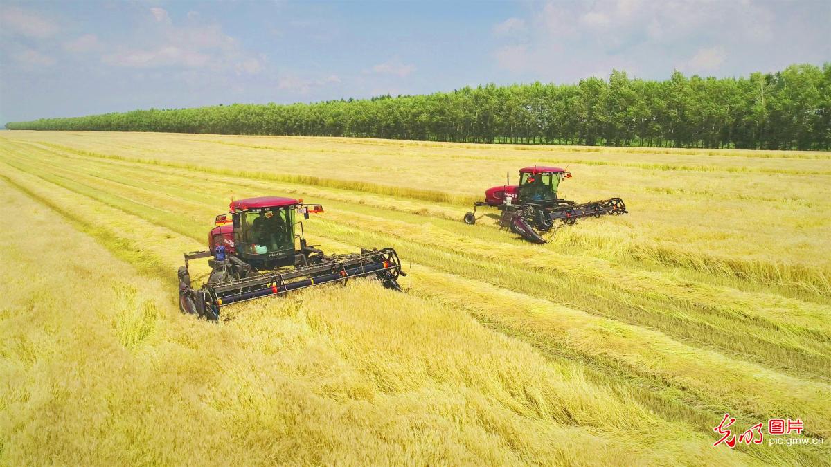 Wheat harvested in NE China's Heilongjiang Province