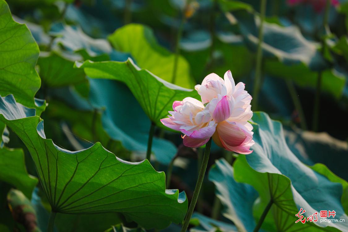 Bingdi lotus flower discovered again at Daming Lake Scenic Area in E China's Shandong