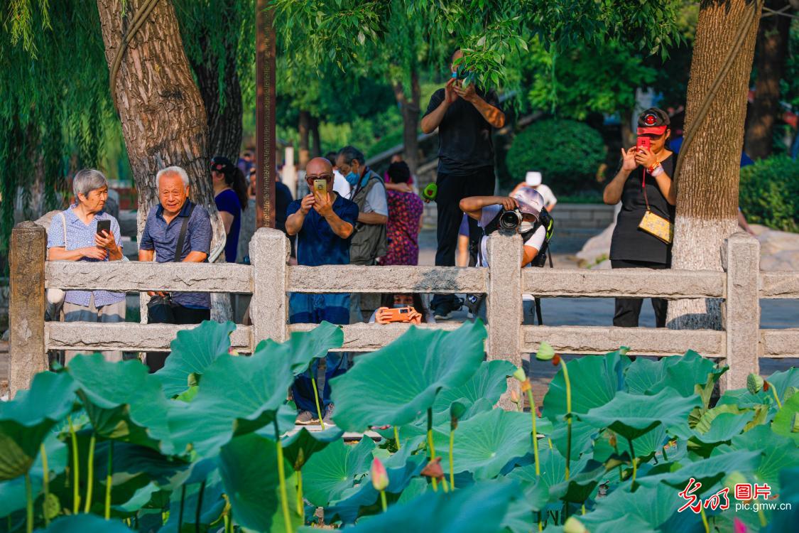 Bingdi lotus flower discovered again at Daming Lake Scenic Area in E China's Shandong