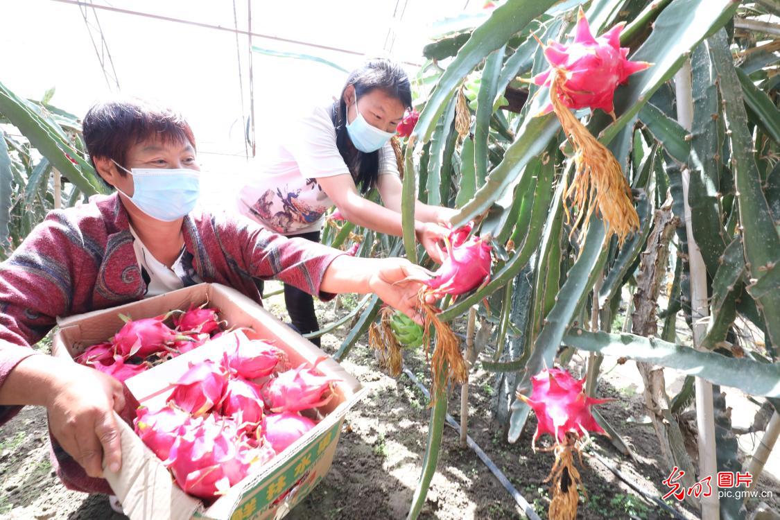 Fruit from south China successfully cultivated at ecological park in NW China's Xinjiang