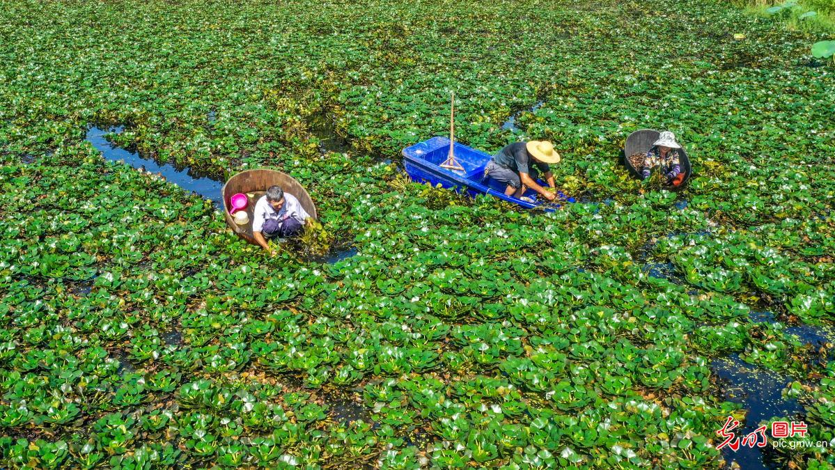 Farmers harvesting water chestnut in E China's Zhejiang Province