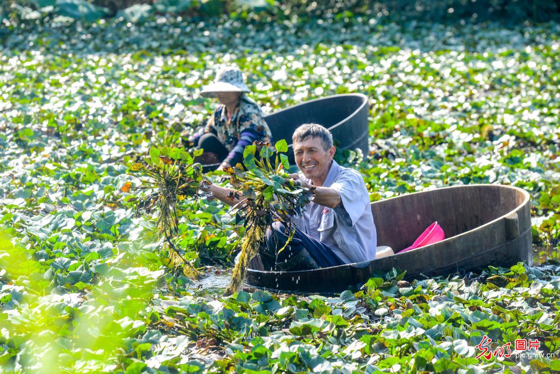 Farmers harvesting water chestnut in E China's Zhejiang Province