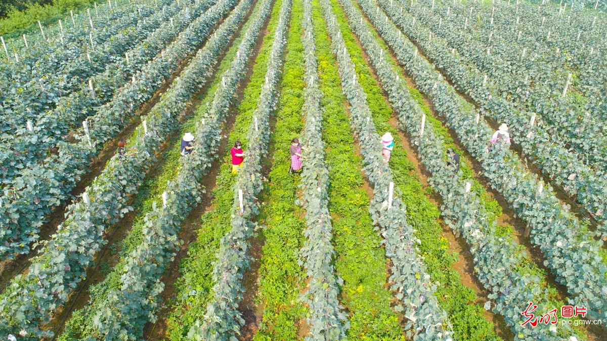 Farmers picking fresh fruit in N China's Hebei Province